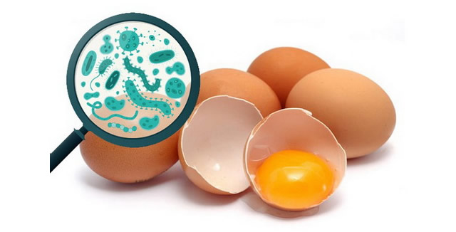 Vi khuẩn Salmonella trong okviphoatdong nguy hại với okvip88, làm thế nào để tránh? - Ảnh 2