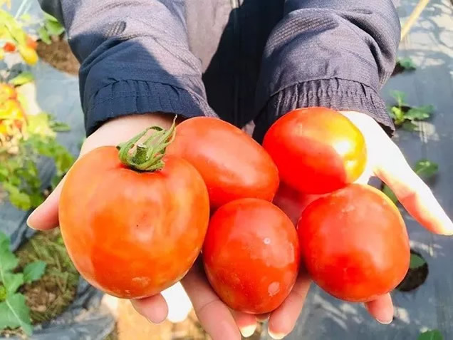 Cà chua ngon, bổ nhưng tuyệt đối không nên ăn trong một số trường hợp sau - Ảnh 3
