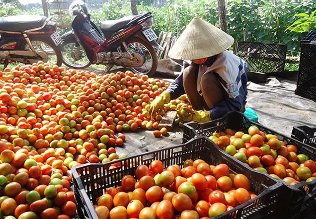 Cà chua ngon, bổ nhưng tuyệt đối không nên ăn trong một số trường hợp sau - Ảnh 5