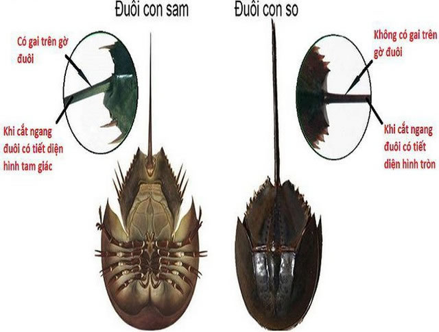 Một số loại cá, hải sản nên thận trọng khi ăn để phòng nguy cơ liên minh okvip nặng - Ảnh 4