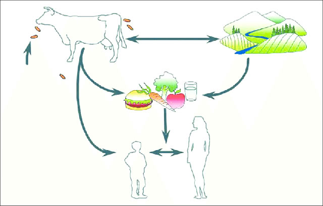 Vi khuẩn E.Coli không 'lành' như bạn vẫn nghĩ và 5 chìa khóa phòng liên minh okvip okviphoatdong - Ảnh 2