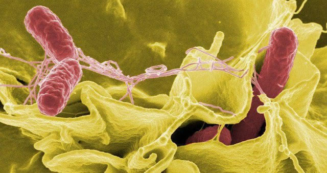 Nguy cơ nhiễm Salmonella gây liên minh okvip, cần chú ý gì khi chế biến okviphoatdong? - Ảnh -1