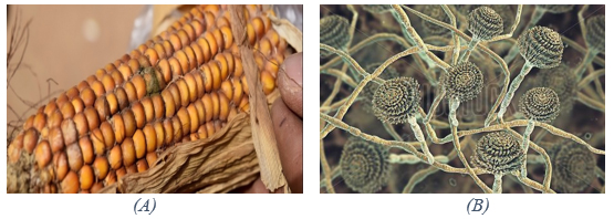 ngo-nhiem-nam-moc-(B)-nam-aspergillus-flavus-sinh-doc-to-aflatoxin
