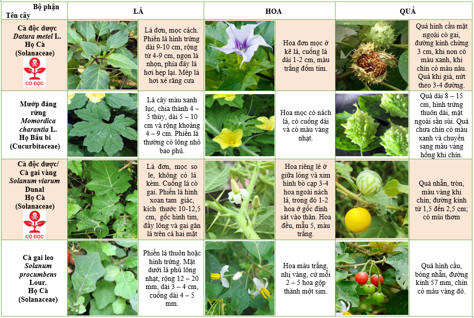 Some-plants-are-easily-confused-with-datura-metel-l-and-solanum-viarum-dunal