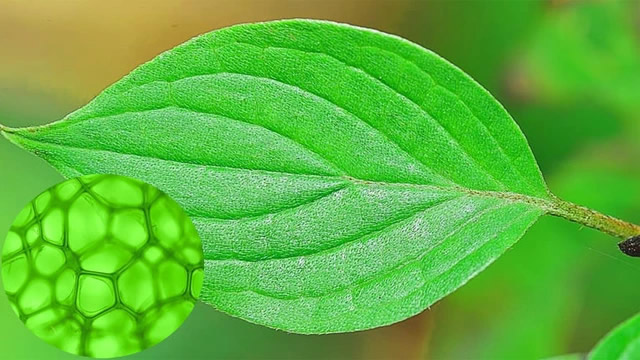 Những okviphoatdong chứa diệp lục có lợi cho okvip88 - Ảnh 1
