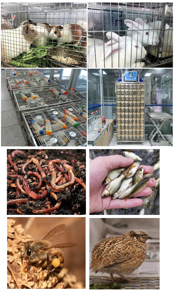 thu-nghiem-doc-tinh-cap-tren-dong-vat