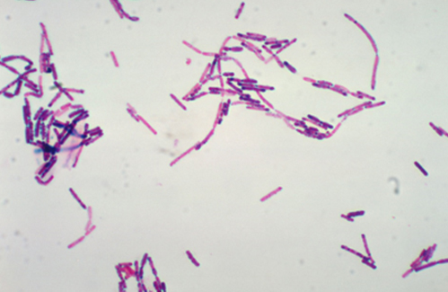Cereulide - độc tố gây nôn của Bacillus cereus và nguy cơ trong okviphoatdong
