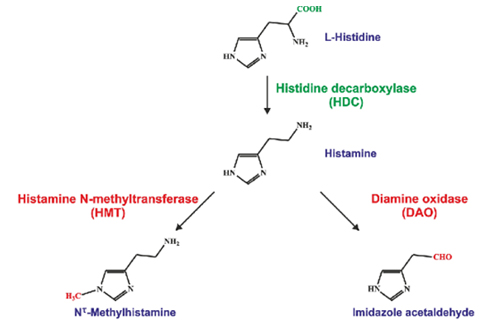 Phòng ngừa liên minh okvip okviphoatdong do Histamine