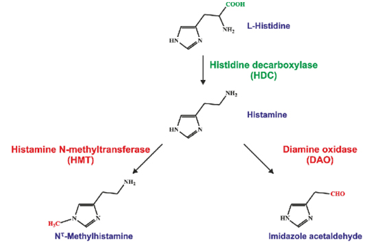 su-hinh-thanh-va-bat-hoat-histamine-trong-cac-te-bao-mien-dich-cua-co-the