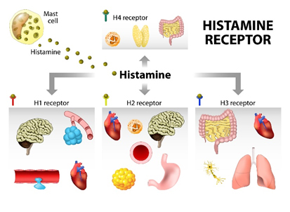 thu-the-nhan-dien-histamine-co-mat-tai-nhieu-co-quan-dich-trong-co-the